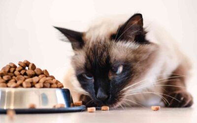 Créditos de PIS/COFINS na fabricação de alimentos para animais