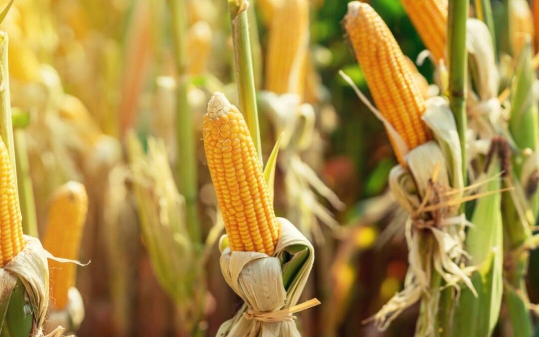 Associações questionam forma de recolhimento de ICMS de soja e milho em SP