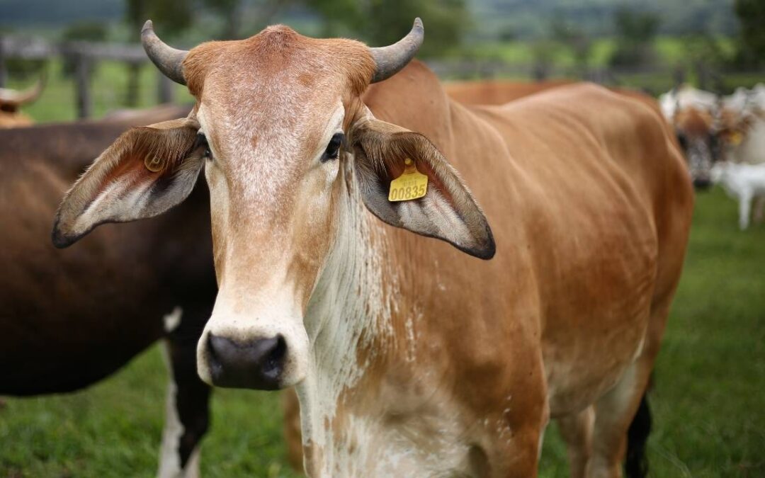 Valor da compra de gado em pé de outro Estado