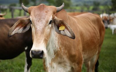 Valor da compra de gado em pé de outro Estado