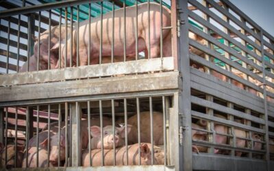 Contribuição previdenciária na remessa de animais para engorda