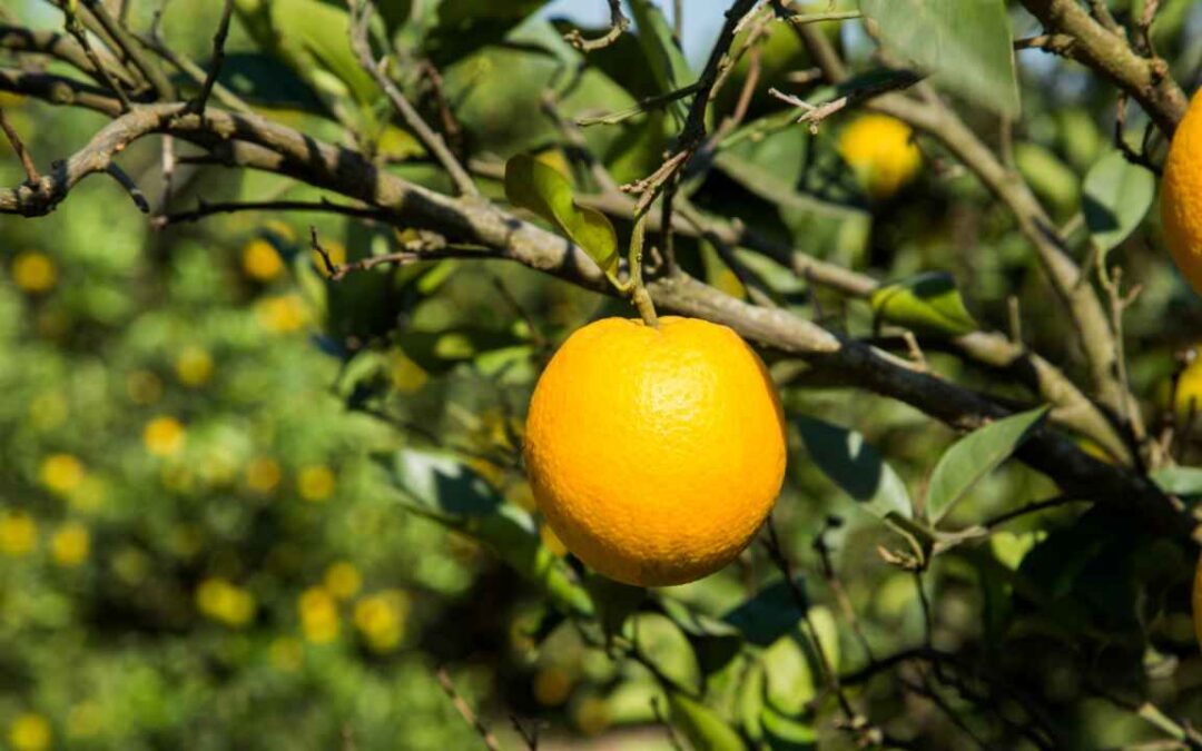 Produtor de laranja tem direito a crédito de ICMS no transporte