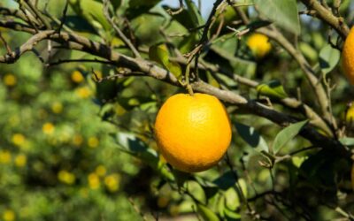 Produtor de laranja tem direito a crédito de ICMS no transporte