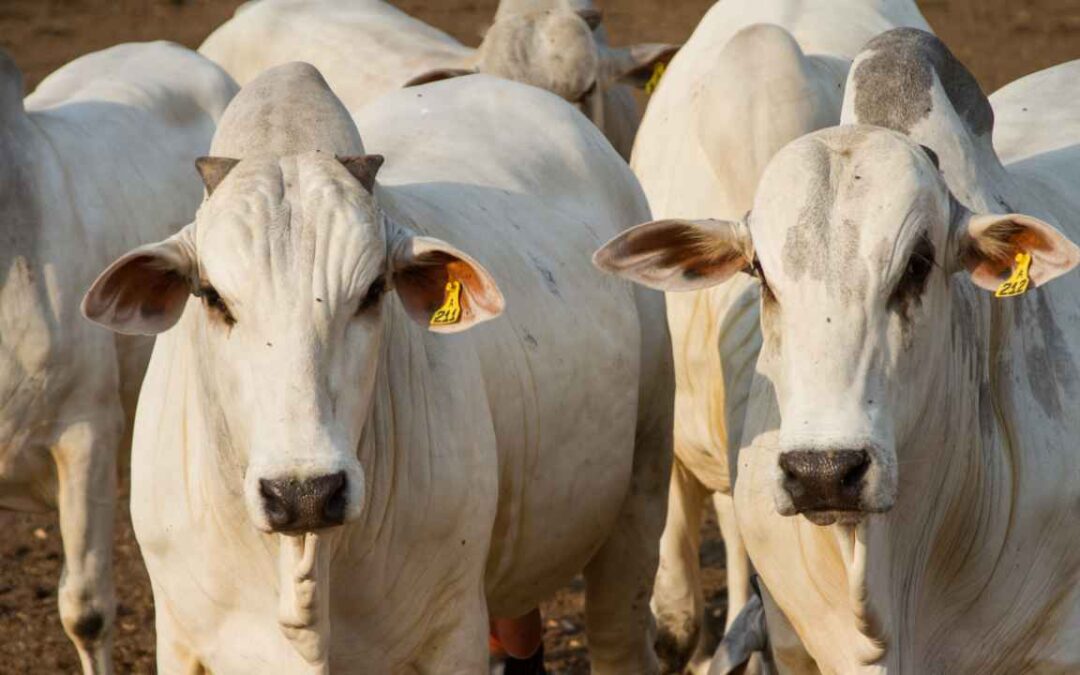 Crédito de ICMS na aquisição interestadual de gado em pé
