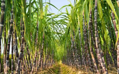 Produtor de cana-de-açúcar tem direito a crédito de ICMS-Monofásico sobre óleo diesel utilizado como insumo