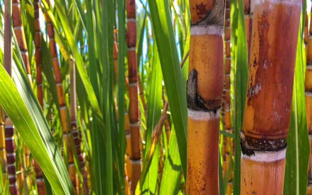 Creditamento de ICMS-Monofásico sobre óleo diesel por Produtor de Biocombustíveis