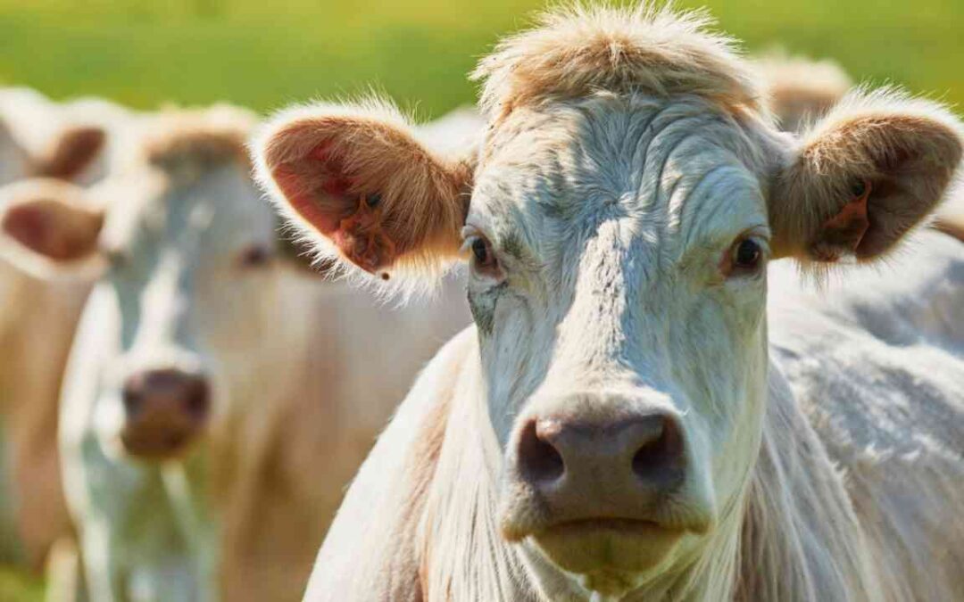 Remessa e retorno de gado bovino utilizado em “festa do peão”