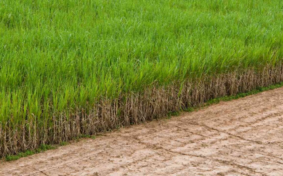 Ausência de estoque mínimo de etanol anidro à luz da ANP