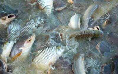 Industrialização por conta de terceiros na Criação de peixes por sistema de integração