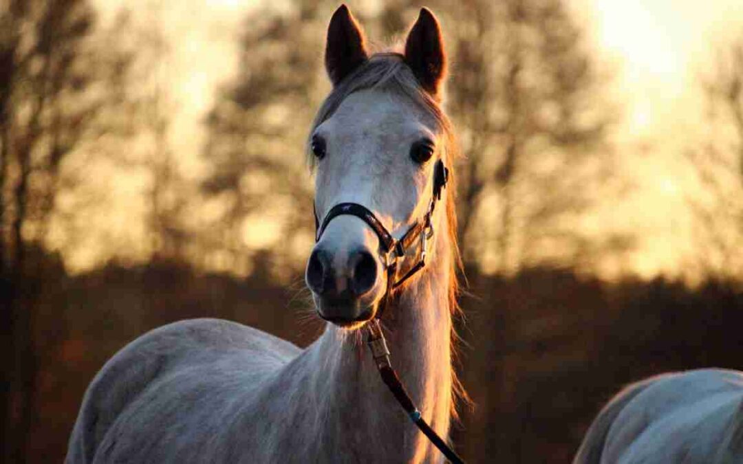 ICMS sobre a Venda de Cavalos