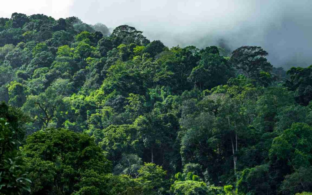 Meio ambiente: de quem é a obrigação de preservá-lo?