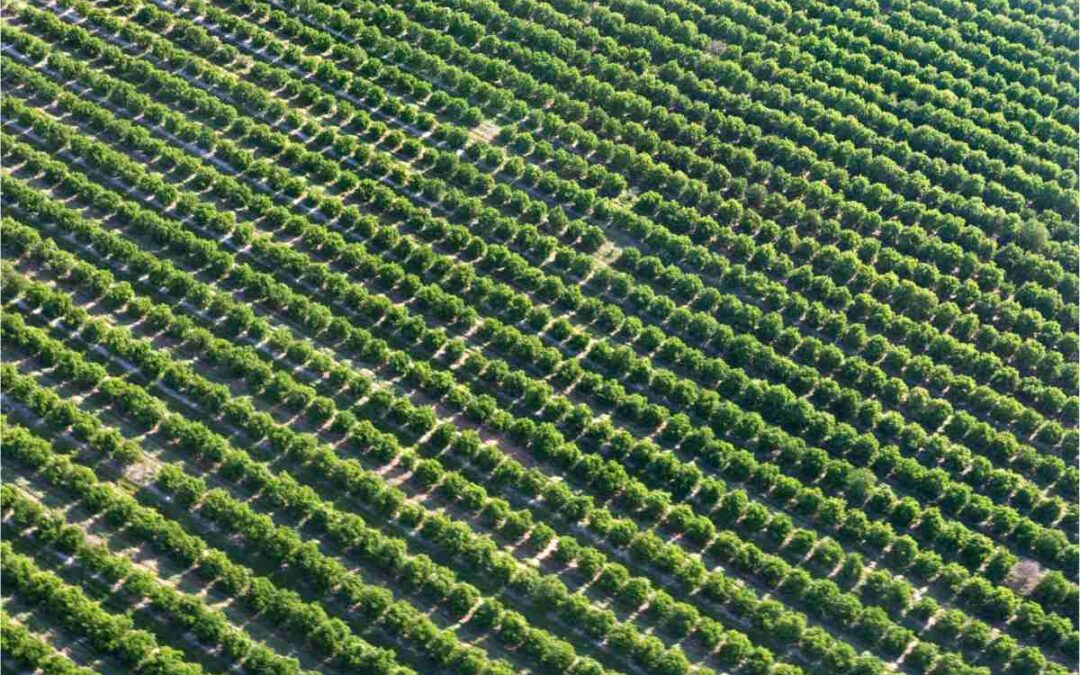 Produtor rural que adquire fertilizante não é consumidor final