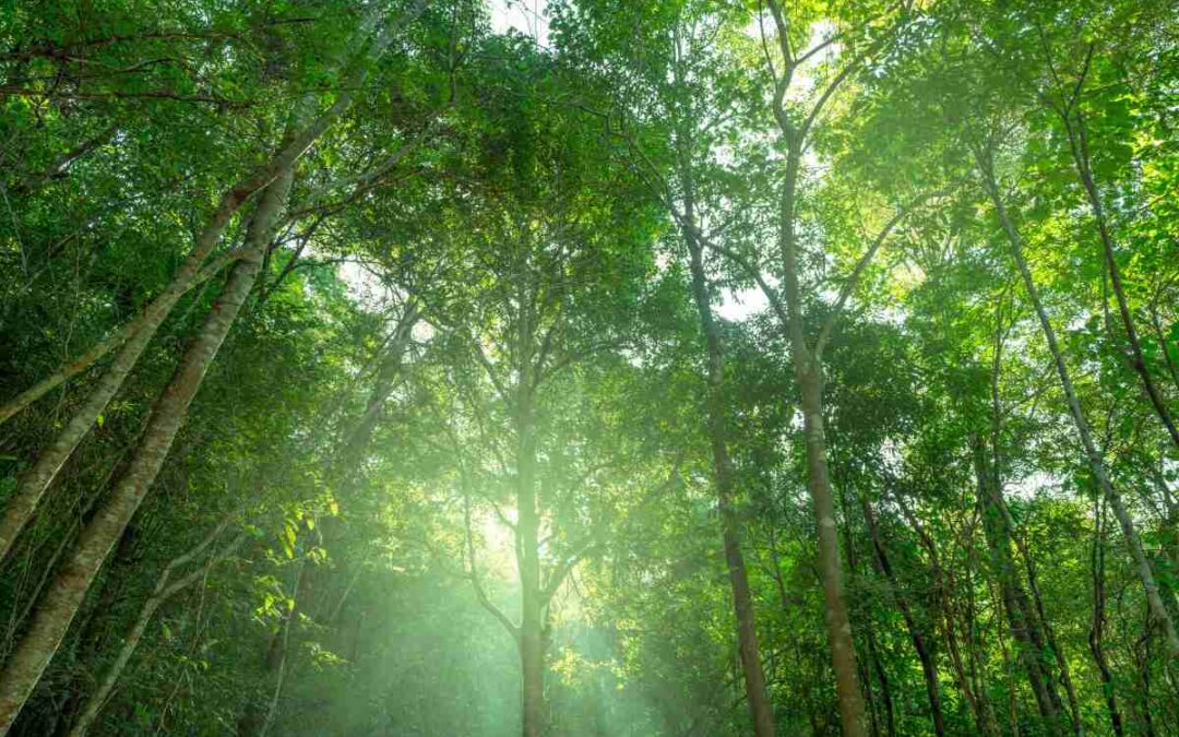 Government establishes extraordinary secretariat for the carbon market