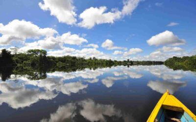 Amazonas Legal could earn US$ 320 billion from carbon markets, industry estimates