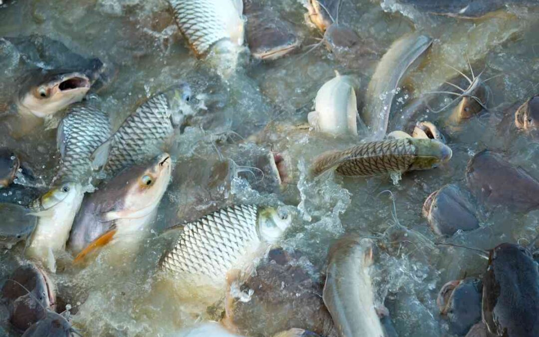 NFs na movimentação de mercadorias dentro do mesmo estabelecimento