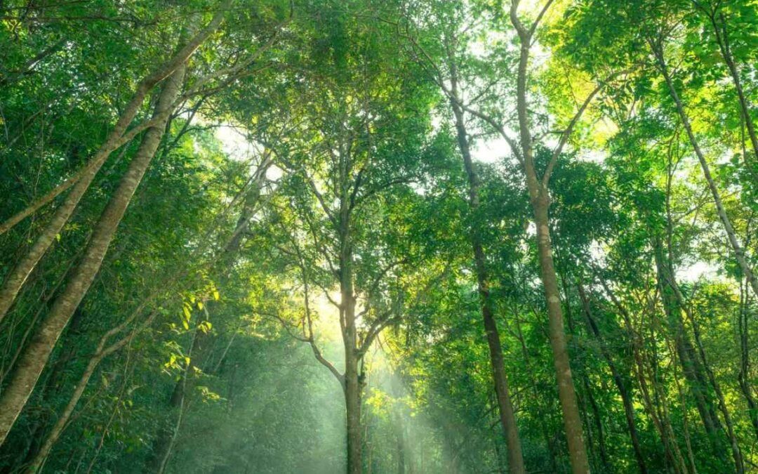 Brazil seeks a larger role in global carbon market architecture