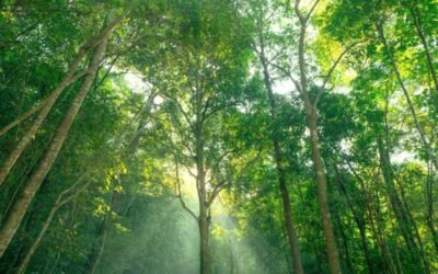 Brazil seeks a larger role in global carbon market architecture